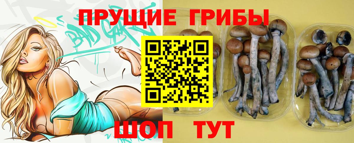 Пенза  Галлюциногенные грибы MAGIC MUSHROOMS  Галлюциногенные грибы Psilocybe  Вход с VPN 